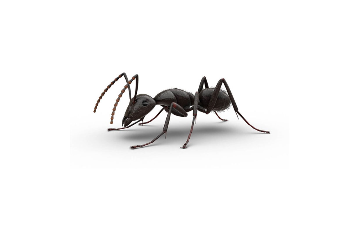 public/wp-content/uploads/2022/02/Ants.jpg